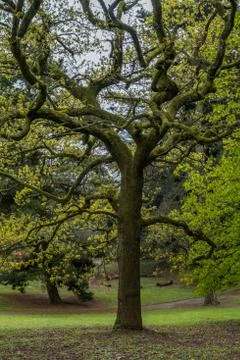 Winding tree branches Stock Photos