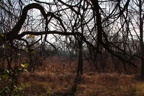 Winding tree limbs Stock Photos