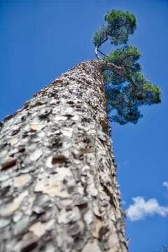 Winding Tree Perspective Blue Open Skies Nature Park Sunny Stock Photos
