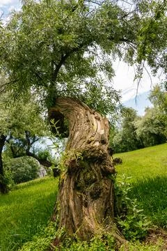Winding trunk of a mature Willow Tree on a Summer afternoon Stock Photos