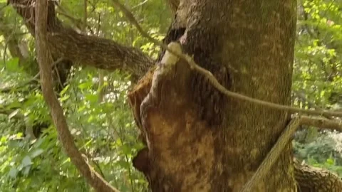 Winding Vines and Textured Tree Trunks in a Dense Forest Stock Footage 342264066