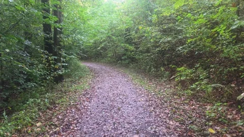 Winding Walking Path Through A Dense Green Forest Stock Footage 348075145