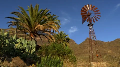 Windmill and palm tree in Gran Canaria 스톡 동영상 68015688