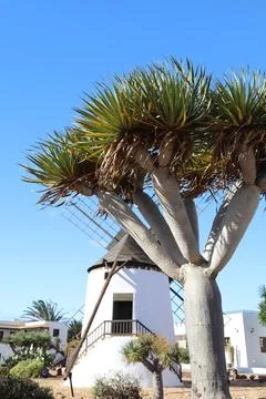 Windmill and palm tree Stock Photos