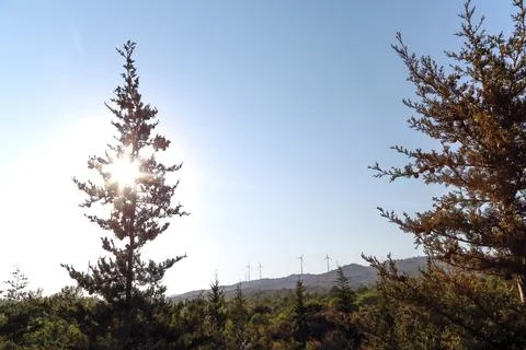 The windmill and pine tree in Turkey. Stock Photos