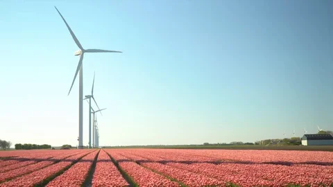 Windmill and red tullips Stock Footage 128712466
