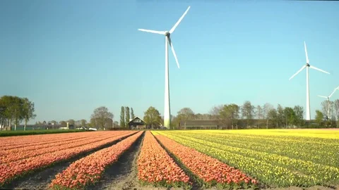A windmill and red/yellow tullips Video stock 128712468