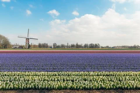 Windmill on a beacutiful hyacinth  库存照片
