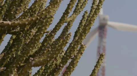 Windmill behind a cactus closeup in the deserts of Rajasthan, India Vídeo Stock 48782095