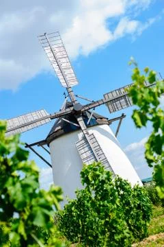 Windmill behind grape vine 写真素材