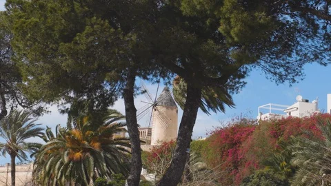 Windmill behind pine and palm trees on a stormy day in Palma de Mallorca Stock Footage 130153256