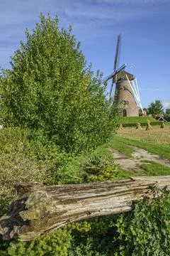 Windmill behind trees with an old log in the foreground, bright blue sky, Foto stock