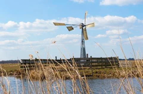 Windmill in dutch fields and meadows Stock Photos