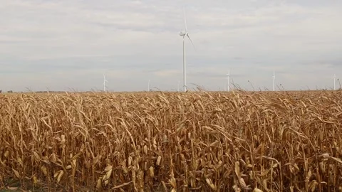 Windmill farm corn field in the midwest Stock Footage 219972134