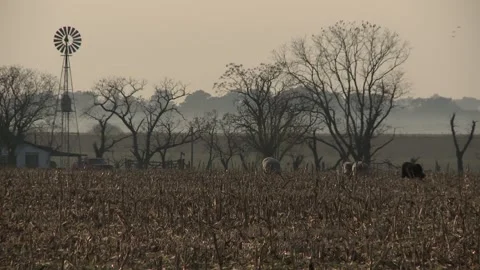 Windmill, field and cows Stock Footage 139283911