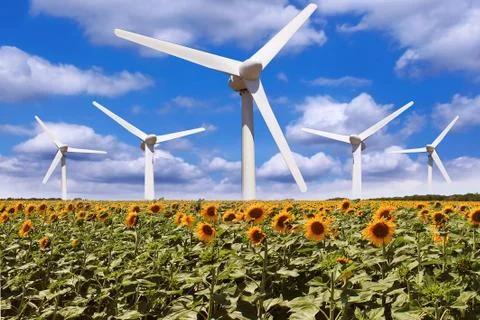 Windmill in a field of sunflowers Stock Photos