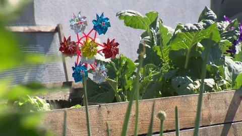 Windmill Flower in flower bed Stock Footage 78089286