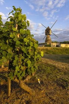 Windmill of La Tranchee and vineyard near Montsoreau, Pays de la Loire, Franc Stock Photos