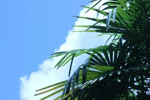 Windmill Palm and Clouds Stock Photos