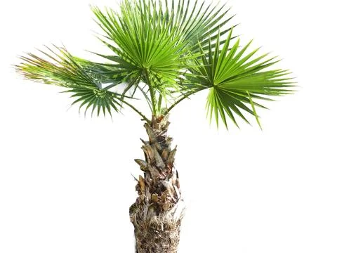 Windmill palm tree isolated on white background Photos