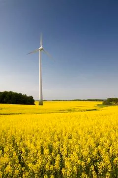 Windmill with rape Stock Photos