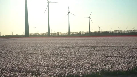 Windmill shadow on tullip field Video stock 128712475