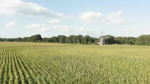 Windmill stands in a field of corn swaying in a gentle breeze Stock Footage 293158392
