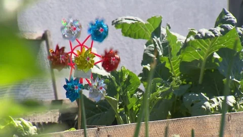 Windmill toy in the vegetable bed Stock Footage 78089576