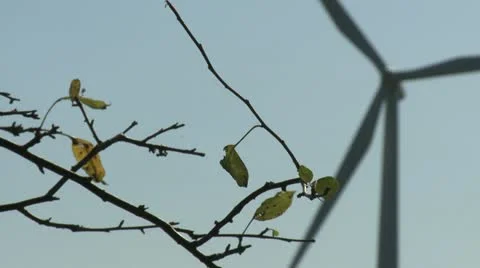 Windmill tree branch 動画素材 10830758