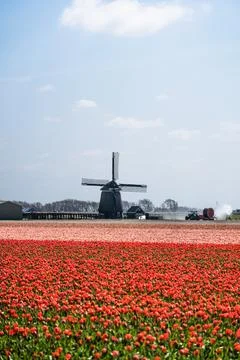 Windmill in tulip fields, captured in The Netherlands during Spring season Stock Photos