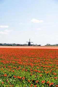 Windmill in tulip fields, captured in The Netherlands during Spring season Stock Photos