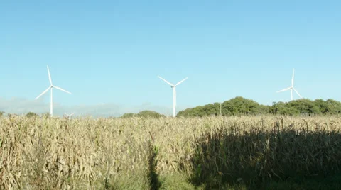 Windmill turbines behind corn fields. Stock Footage 32190197