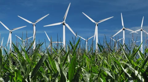 Windmill Turbines Create Green Energy Above Corn Fields Stock Footage 1043382