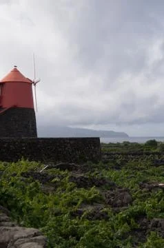 Windmill in a vineyard Foto stock