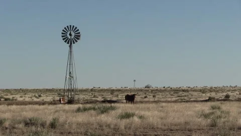 Windmill Water Tank and Cattle Cows Ranching in Southern Plains New Mexico Stock Footage 272590592