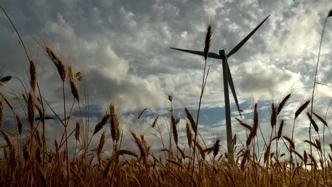 Windmill in wheat low shot Stock Footage 92079633