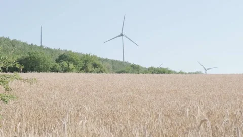 Windmill wide shot on sunset from wheat field Stock Footage