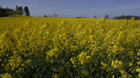 Windmill. Windmills in the field. Overall plan. Video stock 210286759