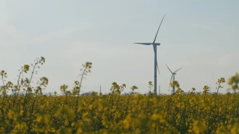 Windmill in the yellow rapeseed field Stock Footage 108023351