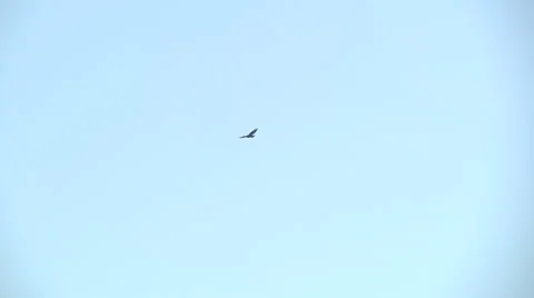 Windmills and flying bird Stock Footage 59985886