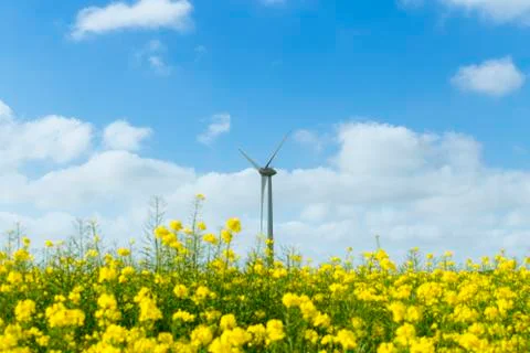 Windmills for electric power behind flowering rapeseed field in France Foto stock