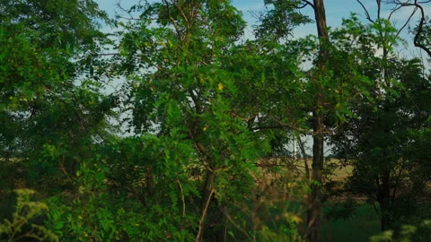 Windmills in the field, view through the trees. Wind energy technology - turbine Vidéo 133605641