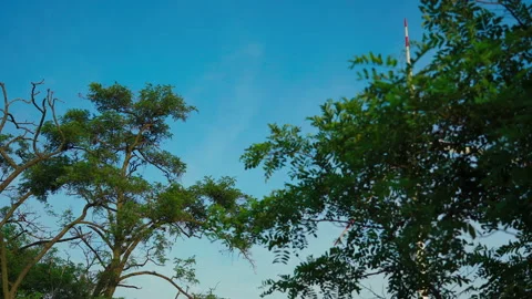Windmills in the field, view through the trees. Wind energy technology - turbine Vidéo 133606359