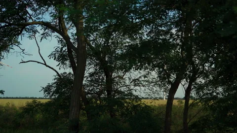 Windmills in the field, view through the trees. Wind energy technology - turbine Vidéo 133606713