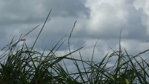 Windmills in the Netherlands Stock Footage 138267321