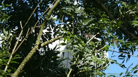 Windmills in the Netherlands Stock Footage 164142505