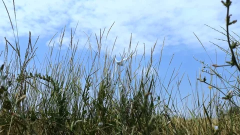 Windmills on one of the wheat fields of Ukraine. Energy saving concept Stock Footage 112164079