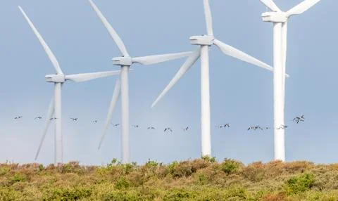 Windmills on a row with birds flying Stock Photos