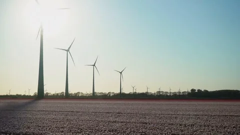 Windmills at a tullip field Video stock 128712472