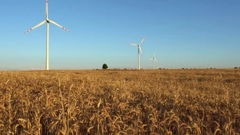 Windmills on a wheat field Stock Footage 92052822